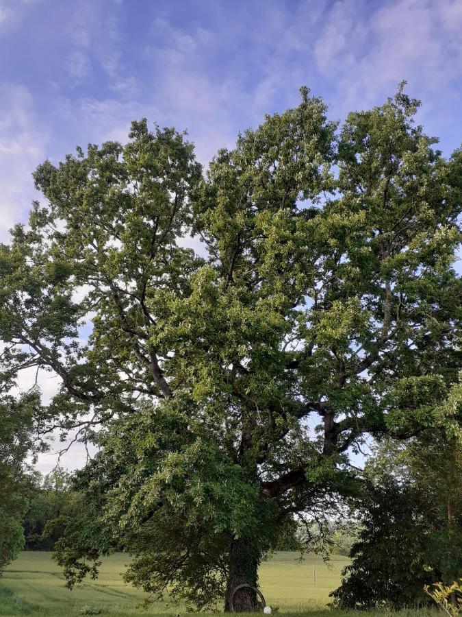 En Pleine Nature, A La Douceur Des Chenes *
